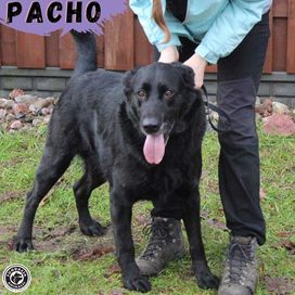 PACHO - Kto pokocha tego cudownego psa
