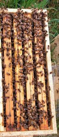 Odkłady pszczele pszczoły ramka Wielkopolska