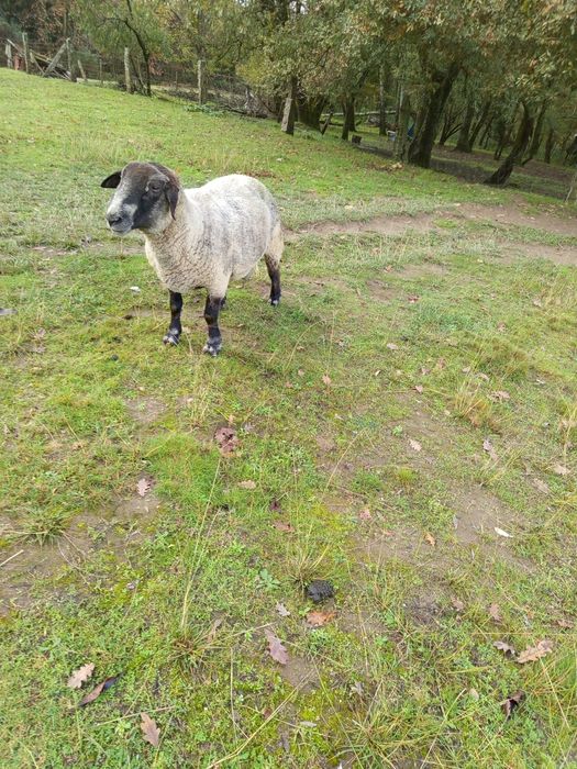 Carneiro puro raça Sulfook
