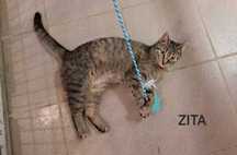Zita i Zina-dwie cudne bure dziewczynki do adopcji