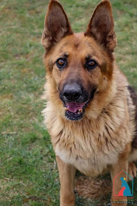 Piękna sunia owczarka niem. - spokojna, łagodna, delikatna - adoptuj