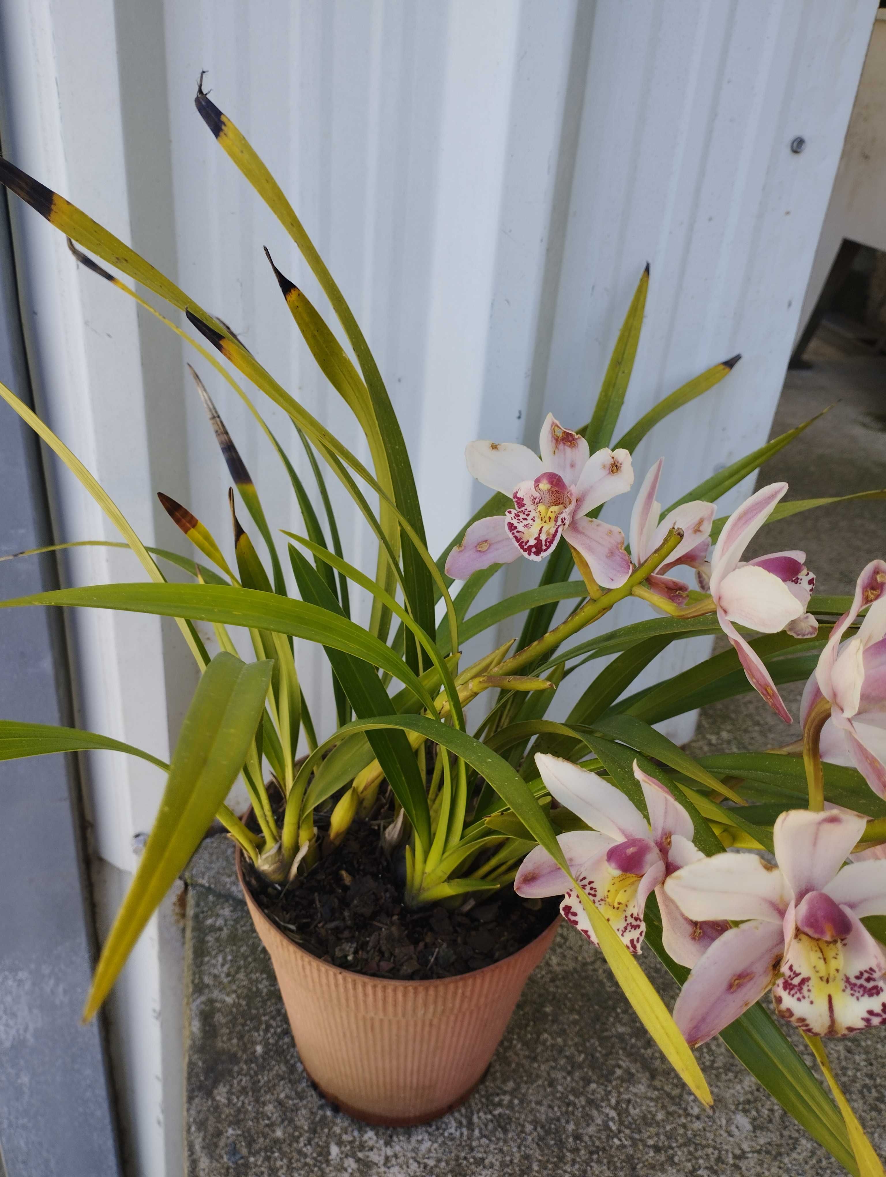Vendo vaso com pés de orquídeas de Exterior