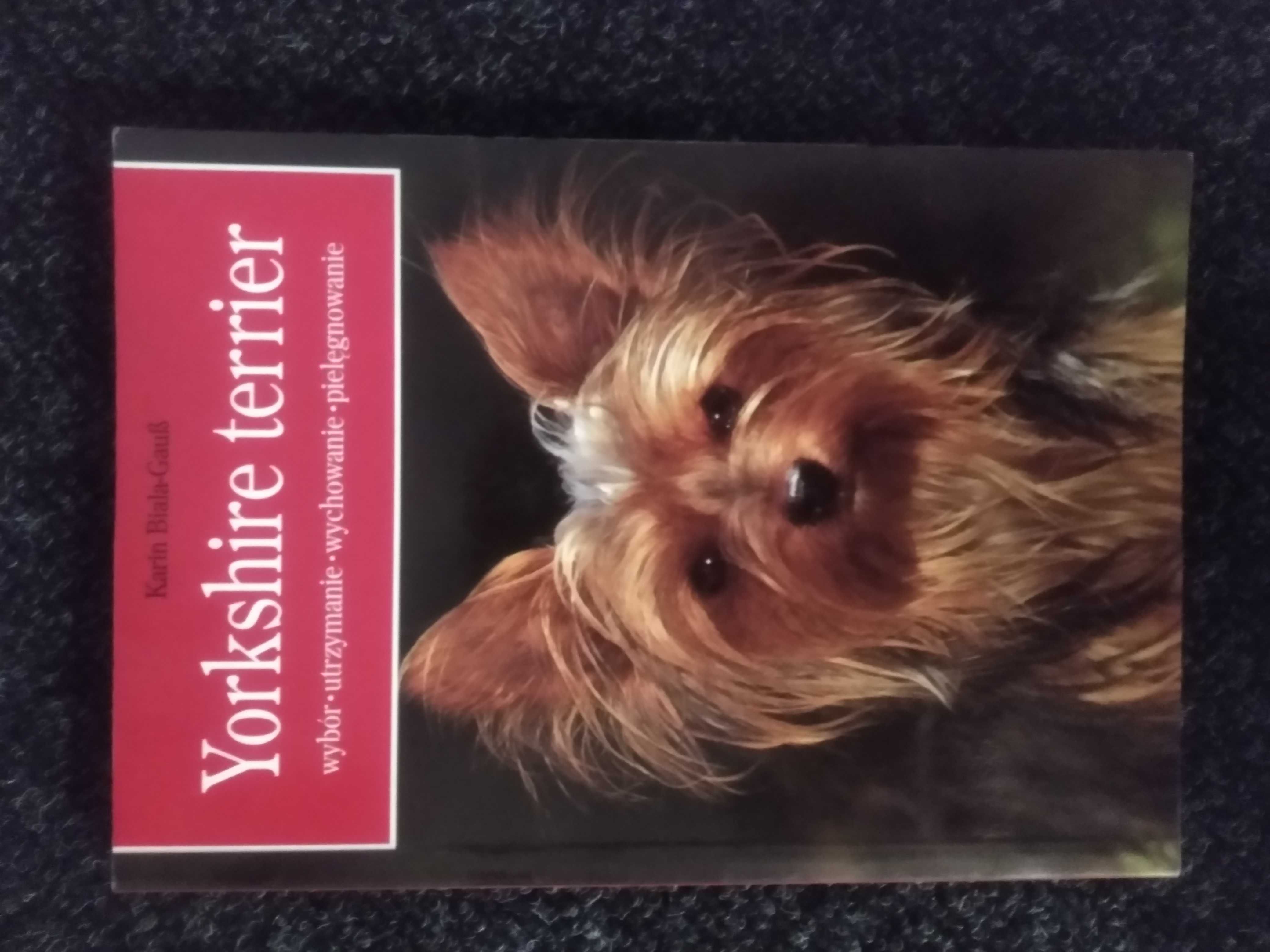 Yorkshire terrier - wybór utrzymanie wychowanie pielęgnacja