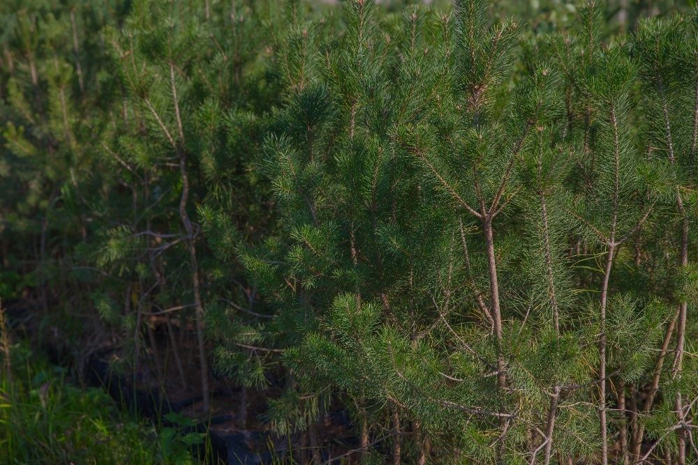 Sosna Zwyczajna (Pinus Sylvestris), wys. 140-150cm, donica 3l
