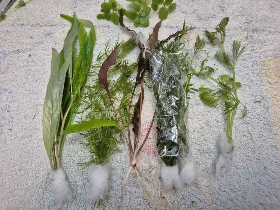 Pack 35 plantas Aquário - 7 espécies