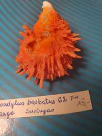 Spondylus barbatus muszla