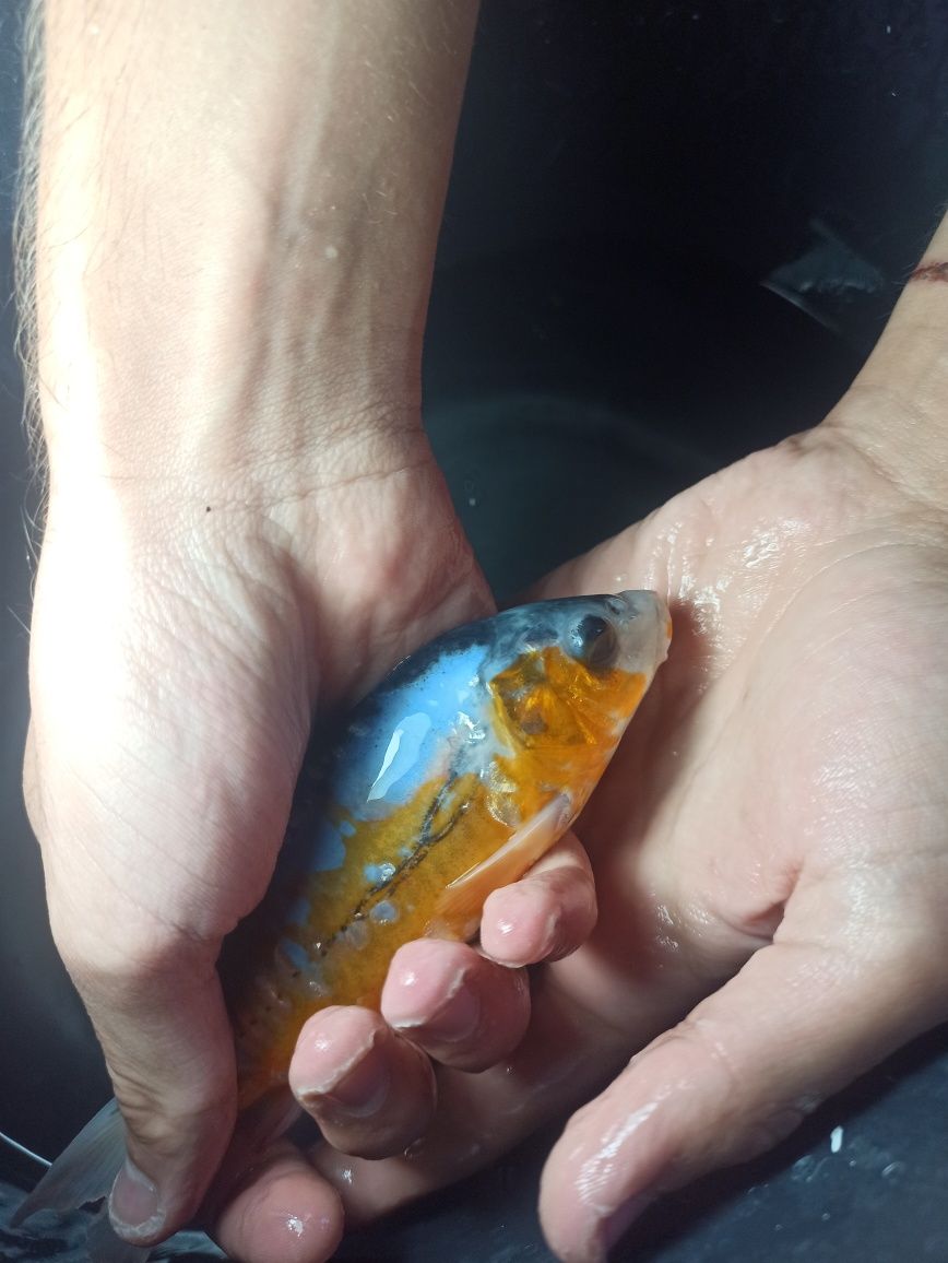 Carpa Koi linda maravilhosa