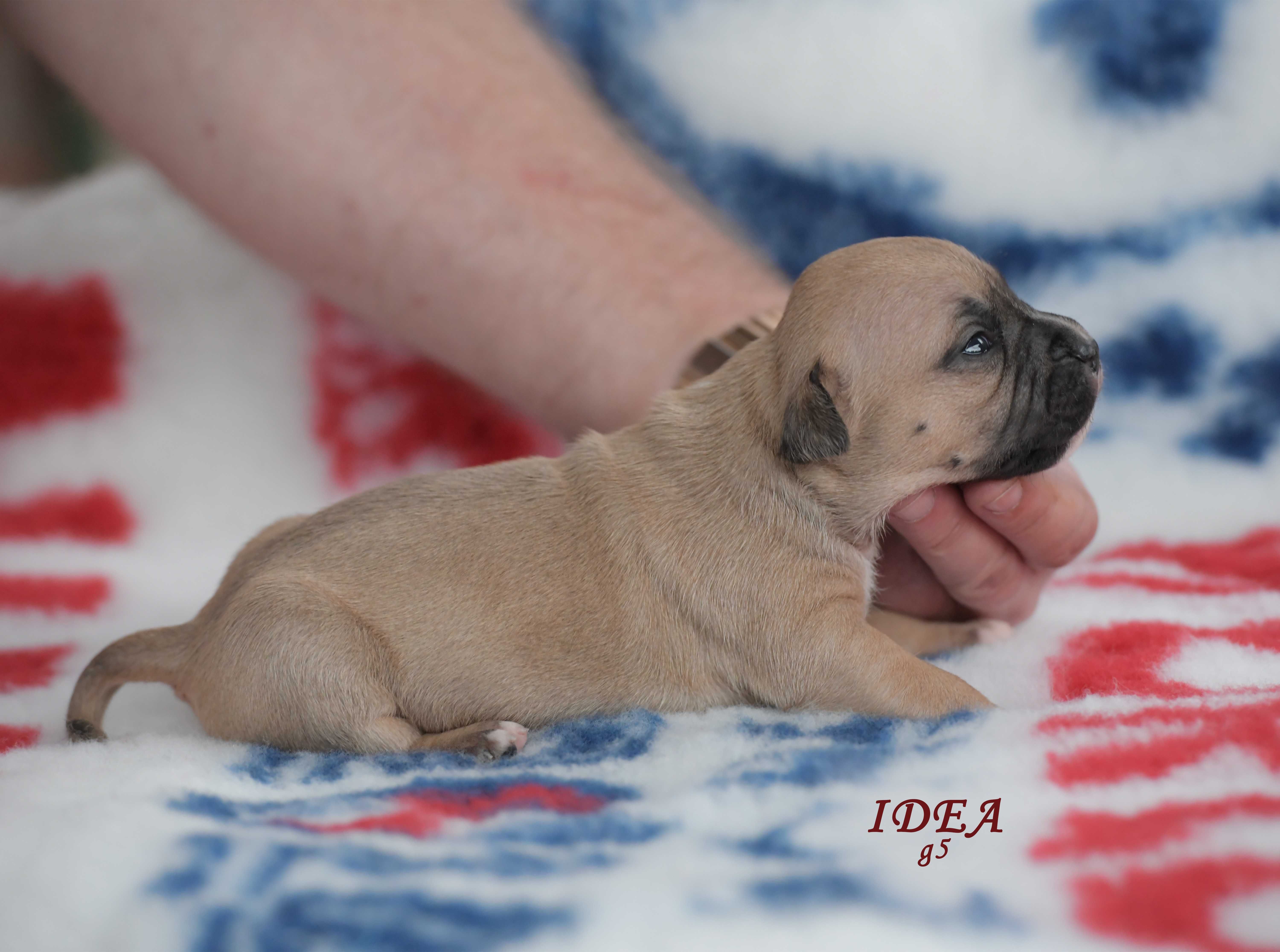 Amstaff, pręgowany o unikatowym rodowodzie