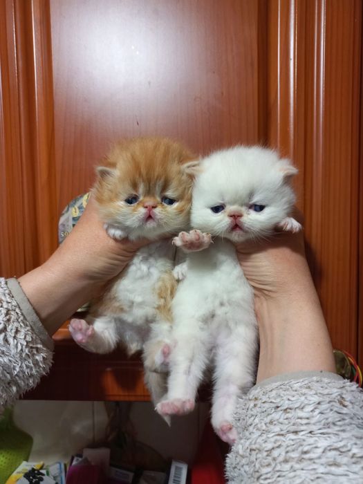 Персидські кошеннята