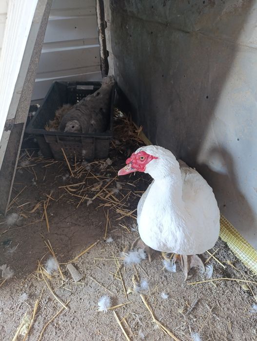 Селезень индоутки на племя, индоутка