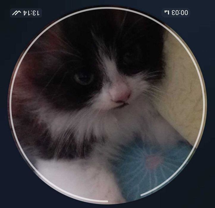 Гарне кошеня. Кицюнчику два місяці , метис. Віддам в добрі руки