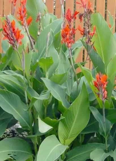 Pomarańczowa kanna canna paciorecznik ogrodowy - kłącza