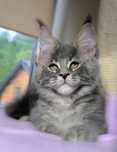 Przepiękny masywny niebieski Maine Coon