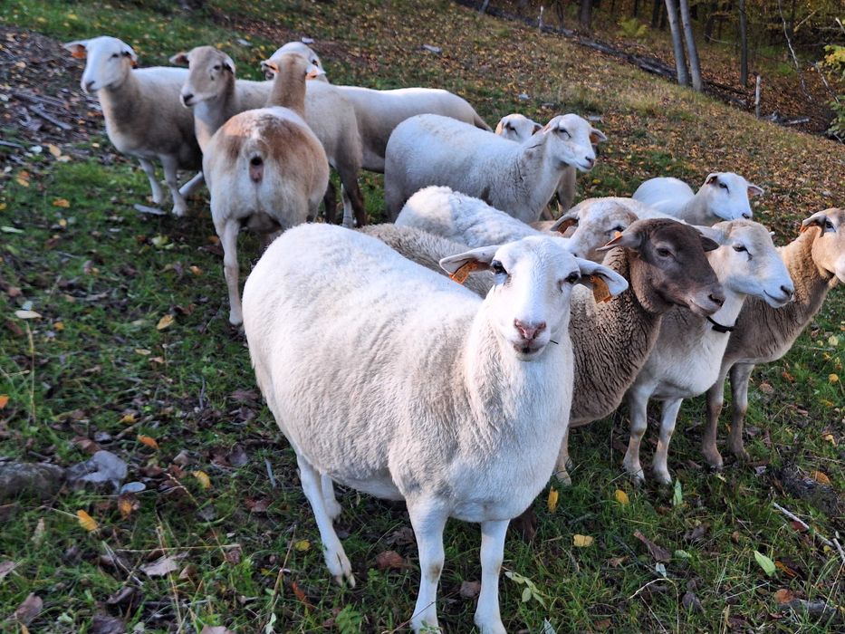 Nolan Owce jagnięta. nolana nolan