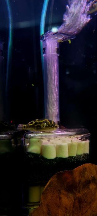 Kolcobrzuch dwuplamy/ Kolcobrzuch z ósemką (Tetraodon biocellatus)