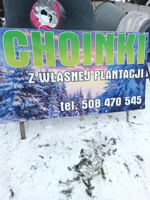 Choinki jodła kaukaska świerk srebrny i pospolity cięte w donicach