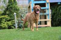 Labrador Retriever RED-FOX PIES