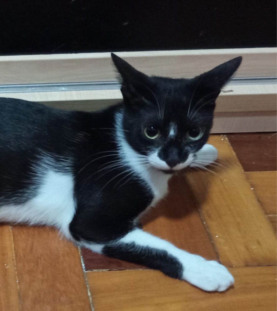 Gatinha super meiga para adoção responsável