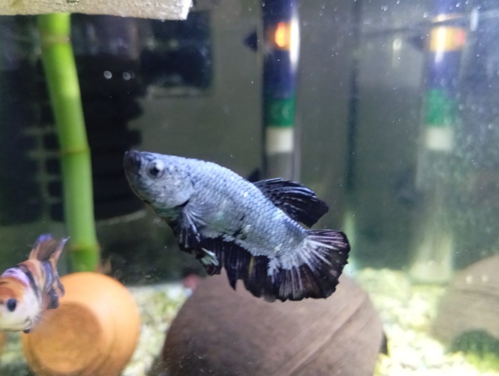 Betta Plakat samurai