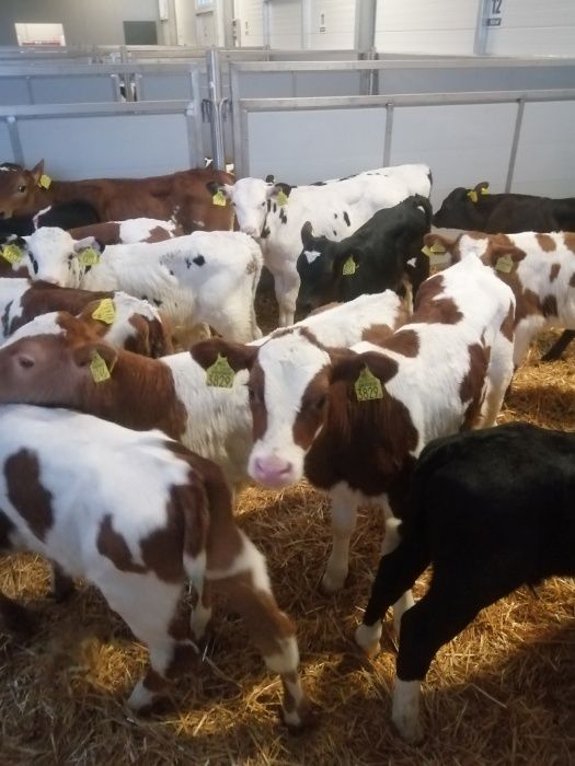 Byczki jałówki polskie Zduny