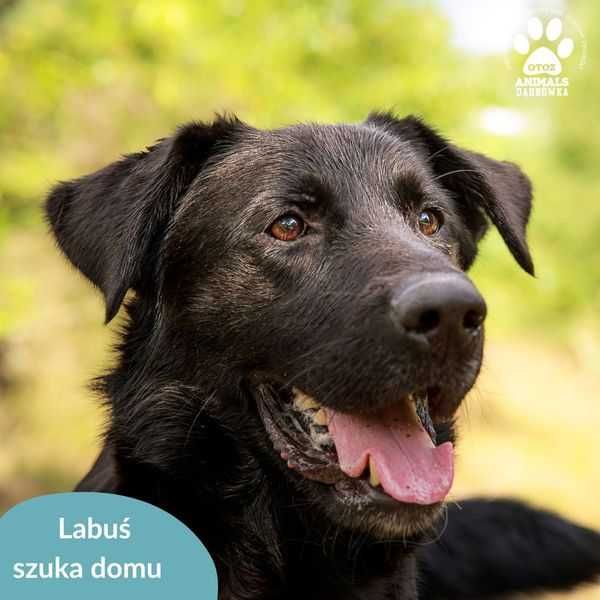Labuś szuka domu