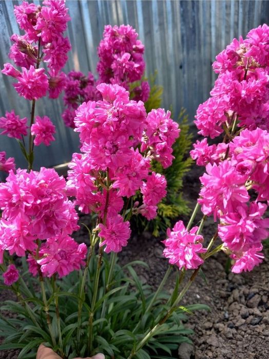 Смолка рожева весняна