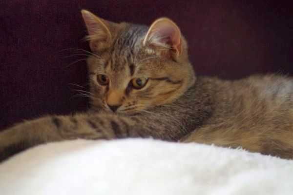 Cudny, mruczący kocurek do adopcji