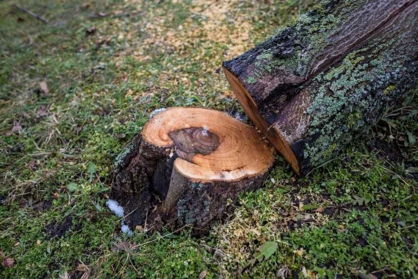 wycinanie drzew z podnosnika, drabiny, usuwanie korzeni, wywóz i przy
