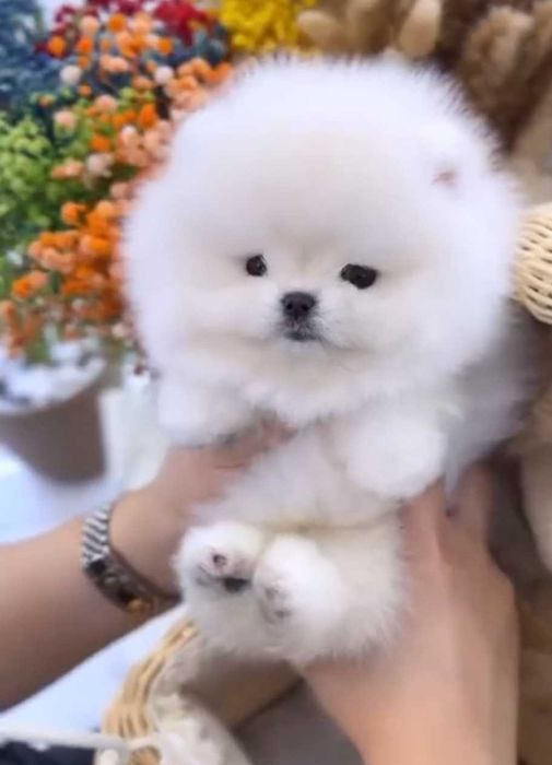 !!! Mini miś pomeranian