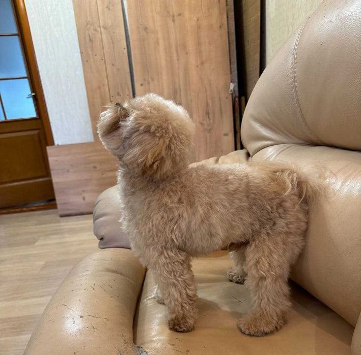 Мальтіпу Ф1, хлопчик, Вязка.