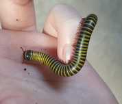 Anadenobolus monilicornis - krocionogi idealne dla początkujących