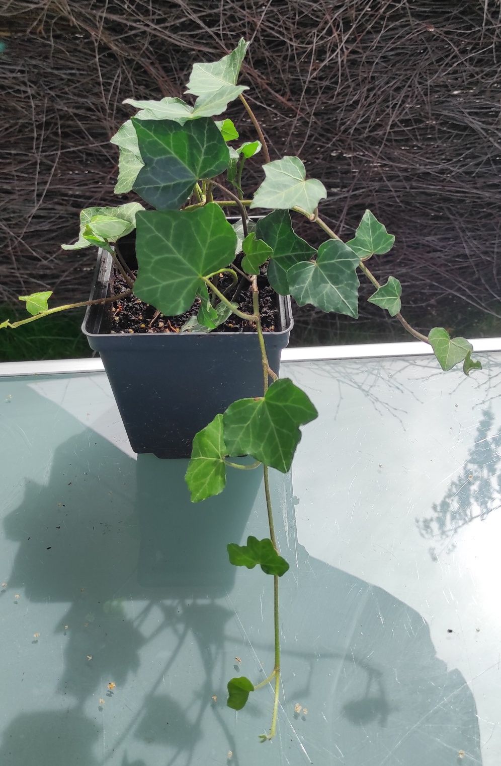 Bluszcz Hedera Helix donica 2 litry