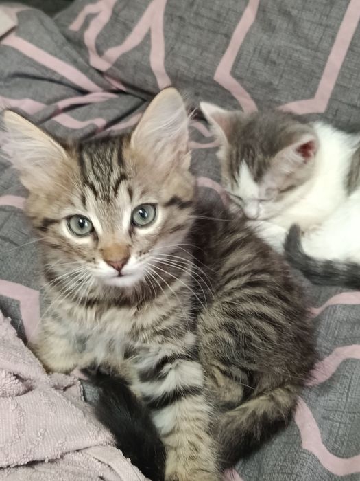 Кошенята в добрі руки