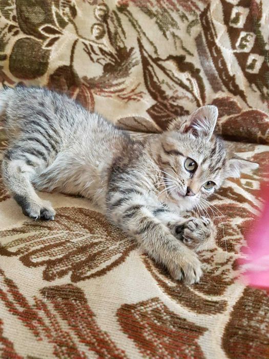 Кошечкв 2.5 месяца