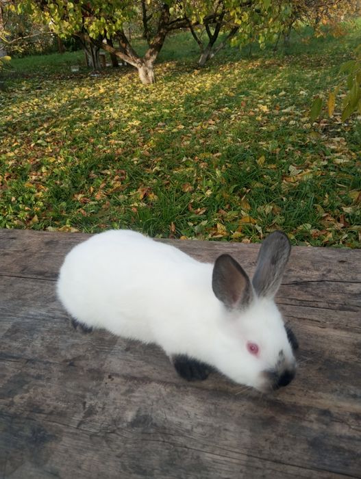 Кролики Каліфорнія