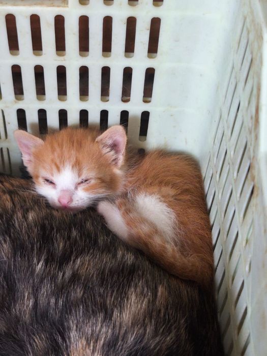 Adoção responsável de gatinho