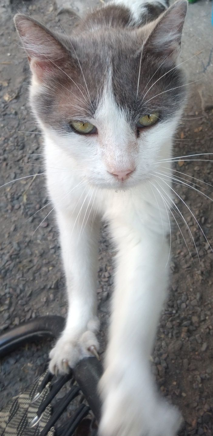 Котики шукають дім