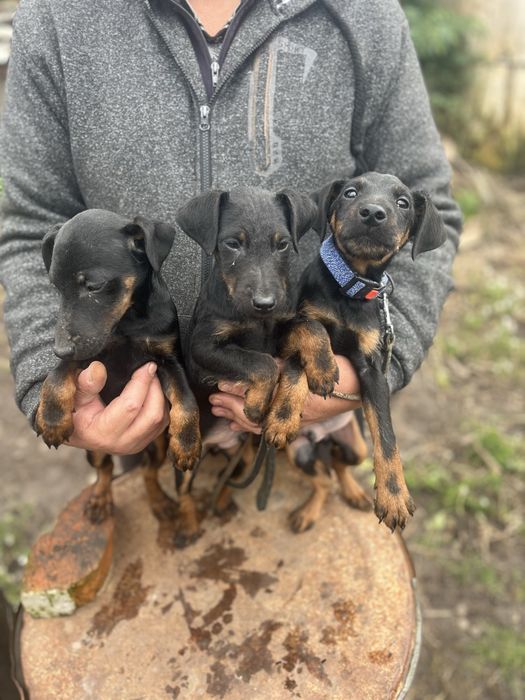 Німецький ягдтерʼєр цуценята