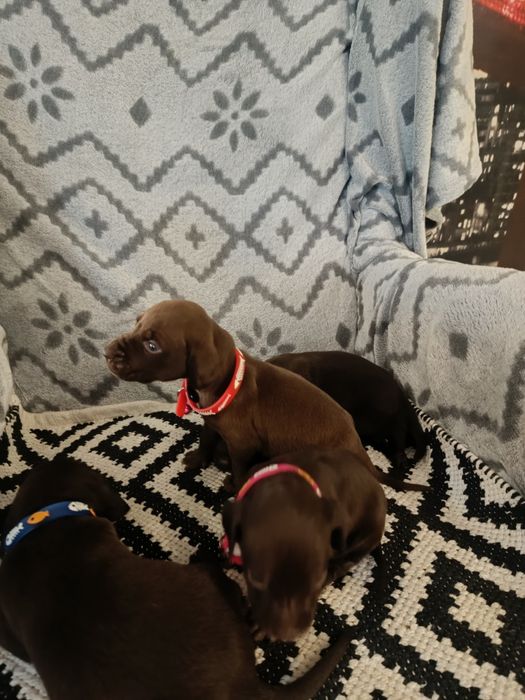 Piesek wyżeł niemiecki krótkowłosy