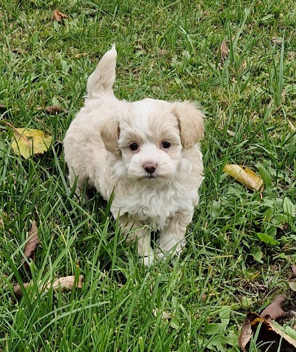 Maltipoo - śliczne, malutkie szczenię!