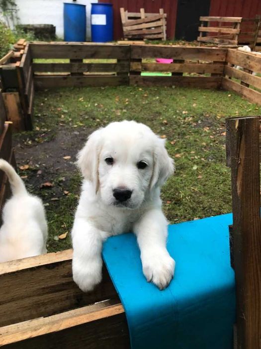 golden retriever