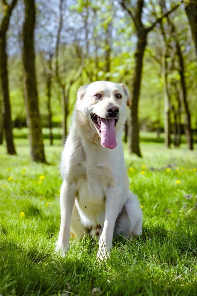 Biały- średniej wielości młody pies do adopcji