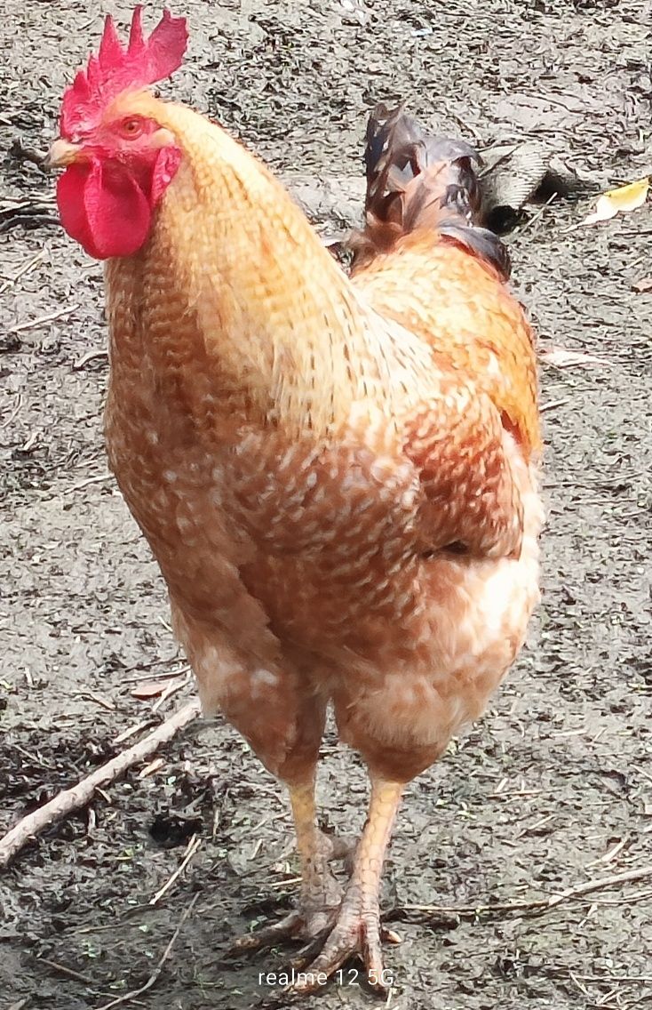 Gołębie, koguty, mewki