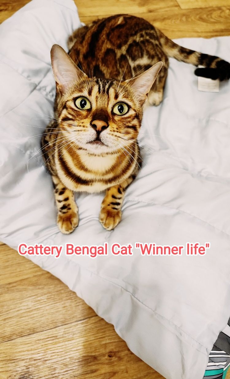 Бенгальский котенок, бенгал розетка на золоте. Документы.