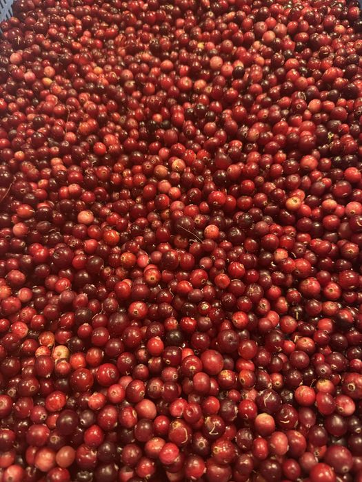 Żurawina leśna bagienna świeża 16zl/l