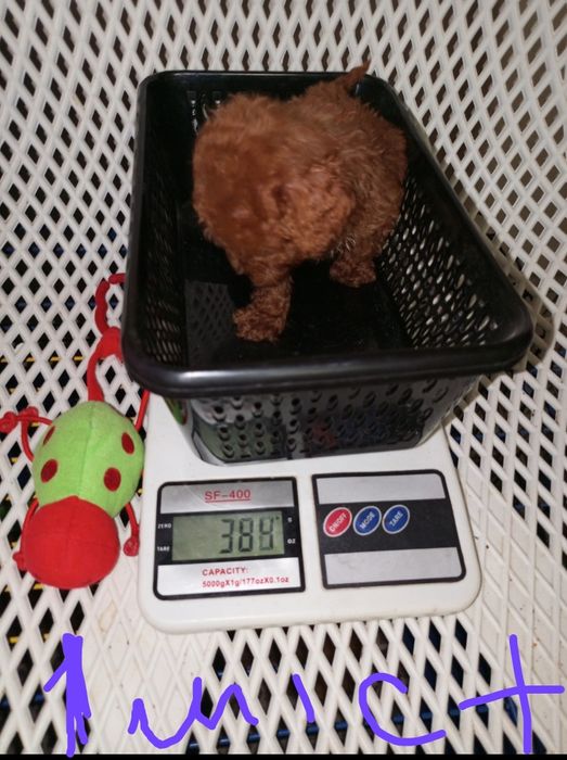 Мікро дітки МальтіпуF2