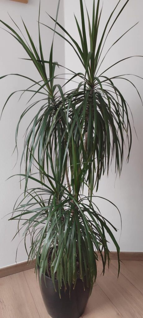 Dracena, wysoka ładna