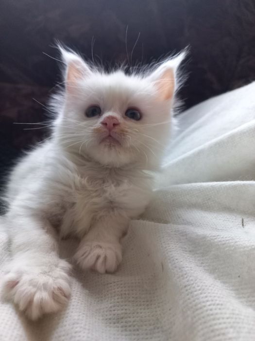 Biała kotka Maine Coon