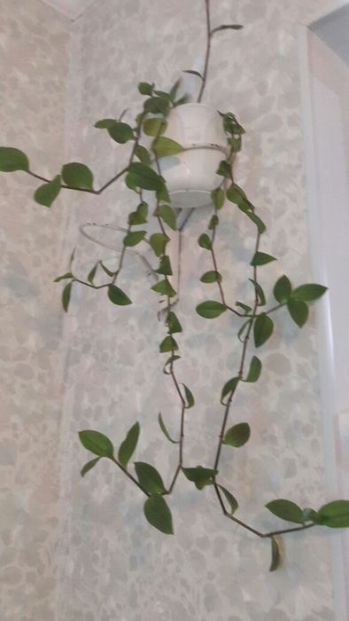 Вющийся вазон  .