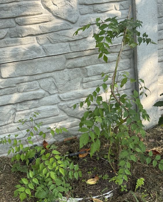 Кампсіс помаранчевий 5 років